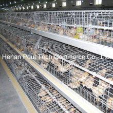 Poultry Farm Little Chicken Cage (galvanización)